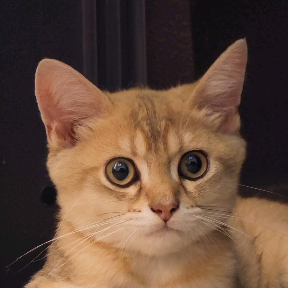 狗狗是只猫(成长日记)