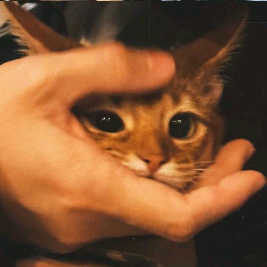 天命⁵¹⁵