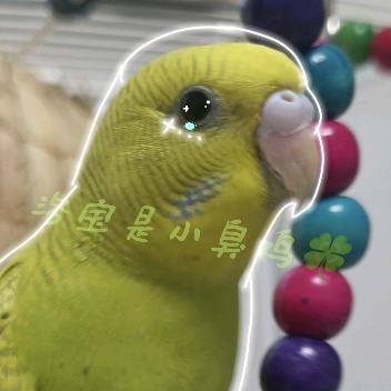 洛宝是只小臭鸡🍀