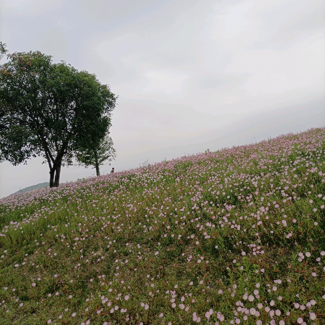 花语