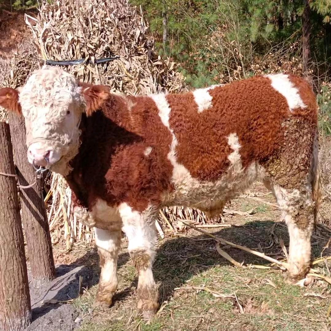 AAA赵杰  仁杰养殖🤝🤝