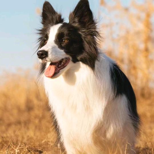 白衣～(￣▽￣～)~