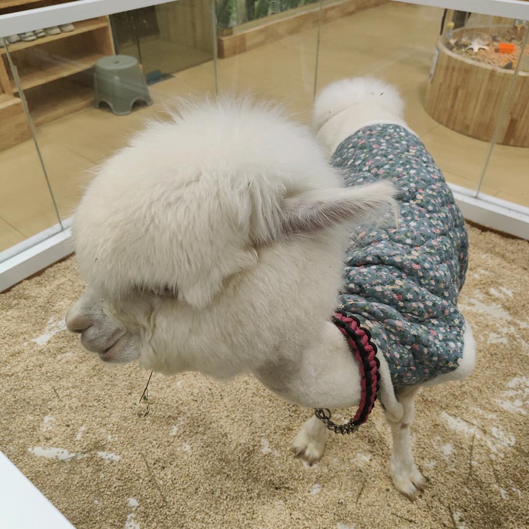 兰溪小象动悟公园