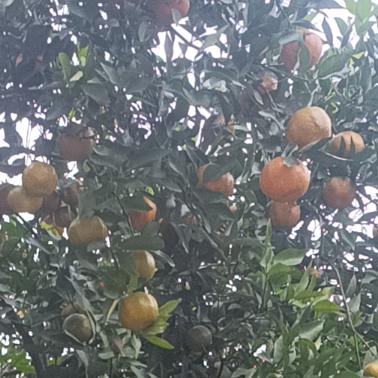 美丽广安，农村人