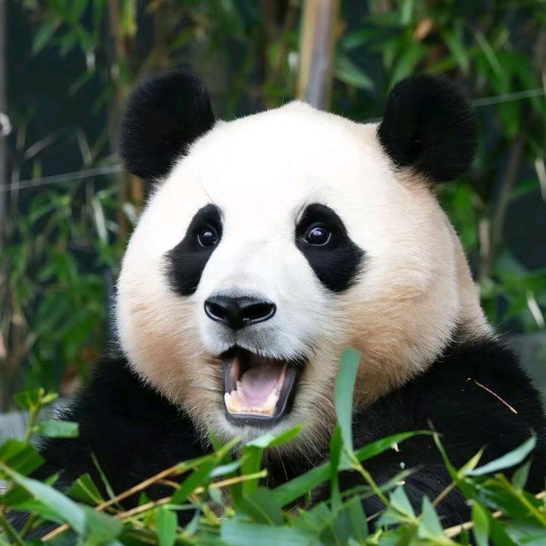 Xmfubao