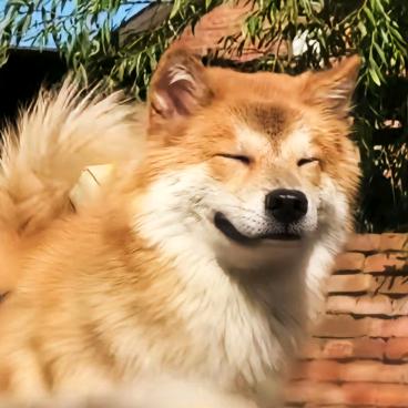 南鹤