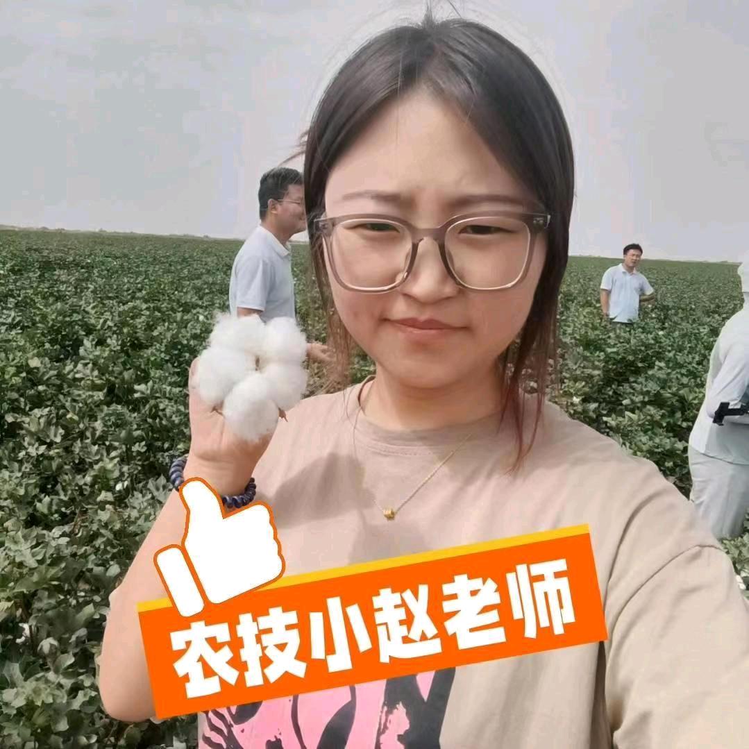 国光棉花赵老师谈调控