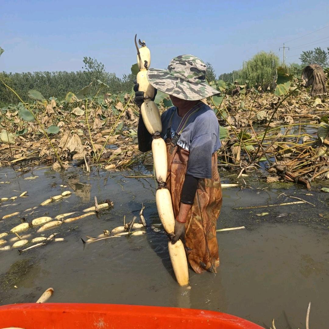 诚信水植基地