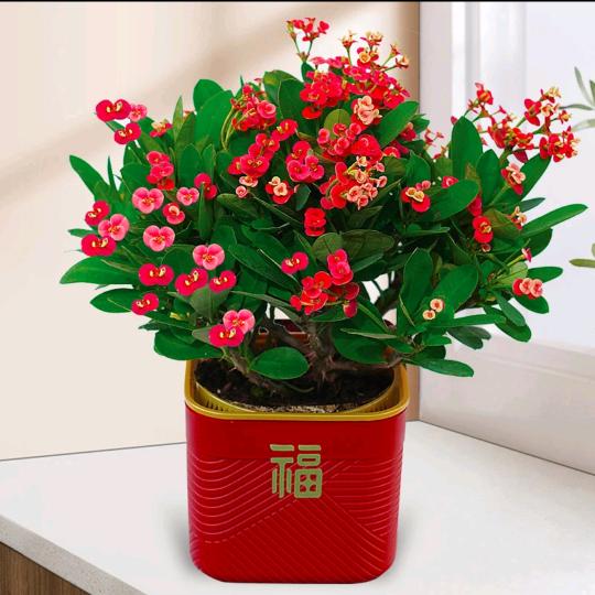 栀栀花苑