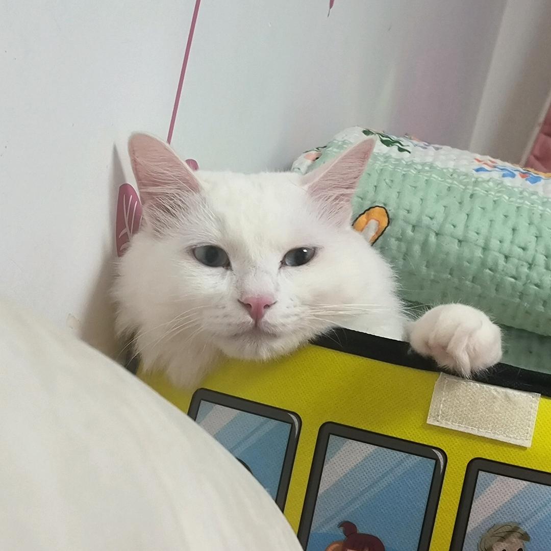 鑫吖丶
