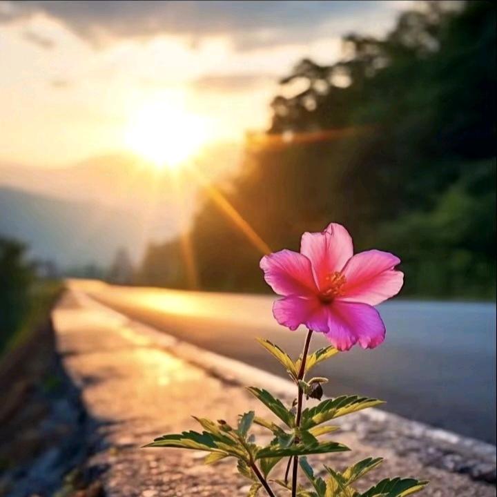 ☀️暖阳🌻