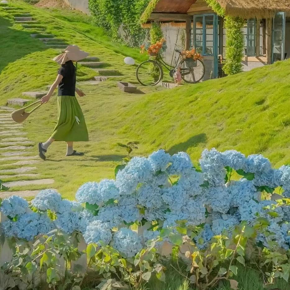 植氧 园艺
