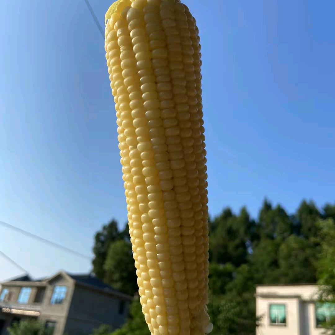 菜农