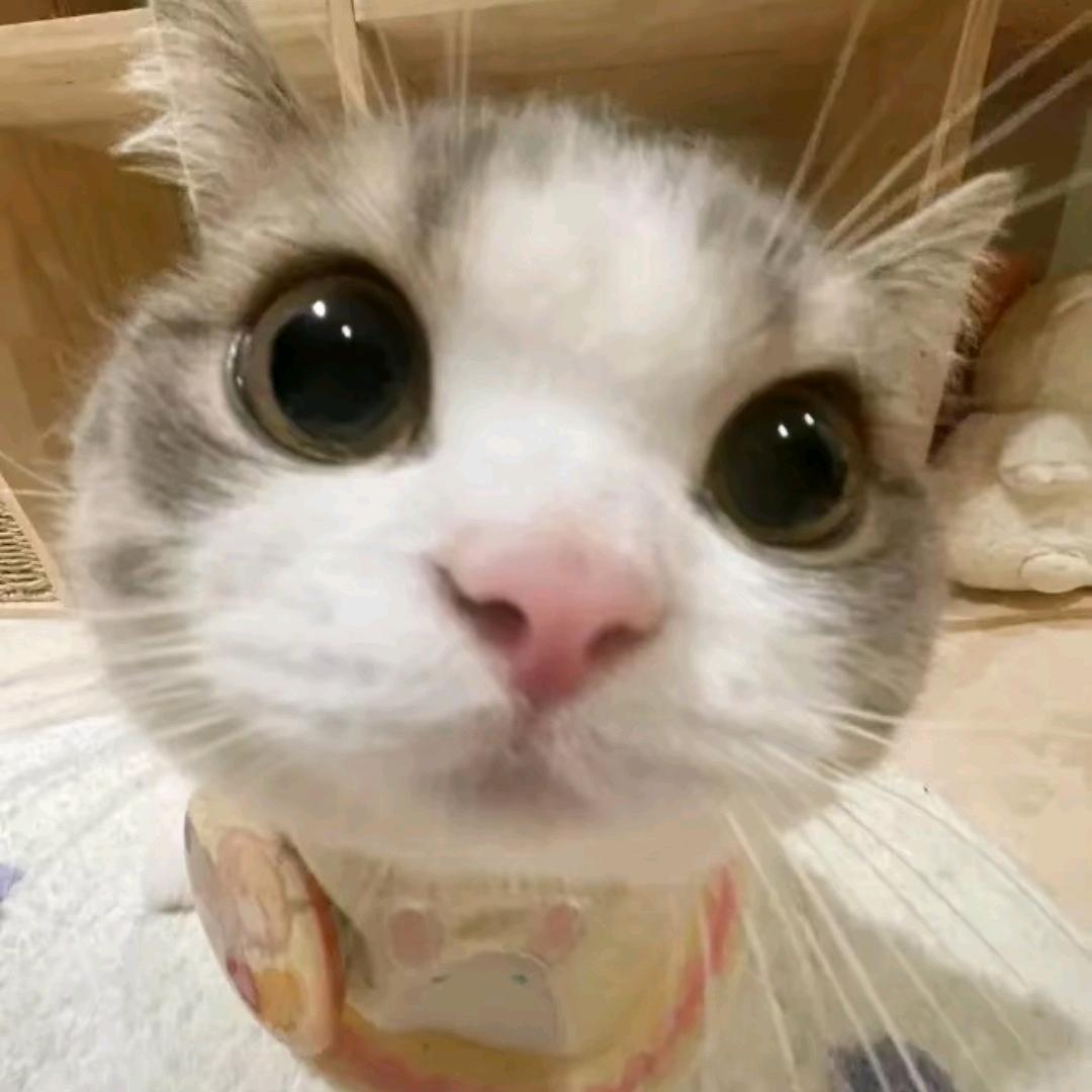(≧^.^≦)喵~