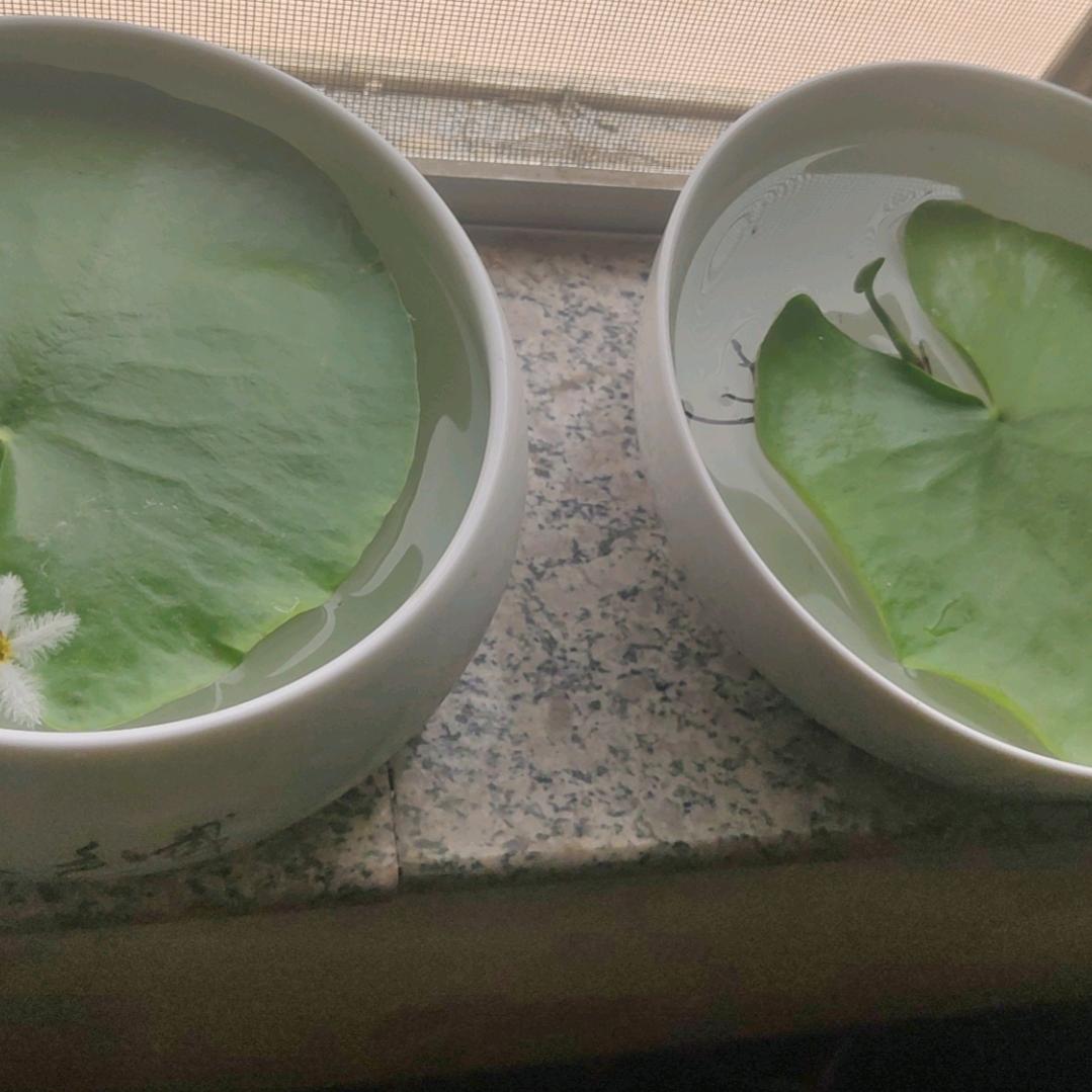 清风朗月应无忧