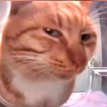 是不是有猫饼