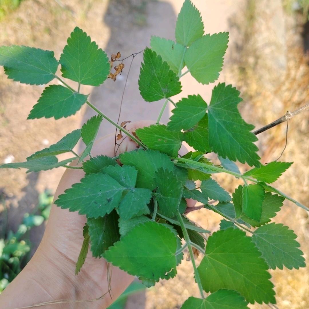 锦宝宝