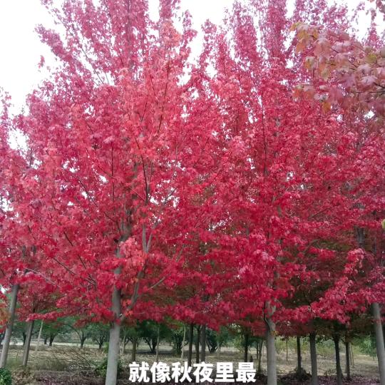 于先生