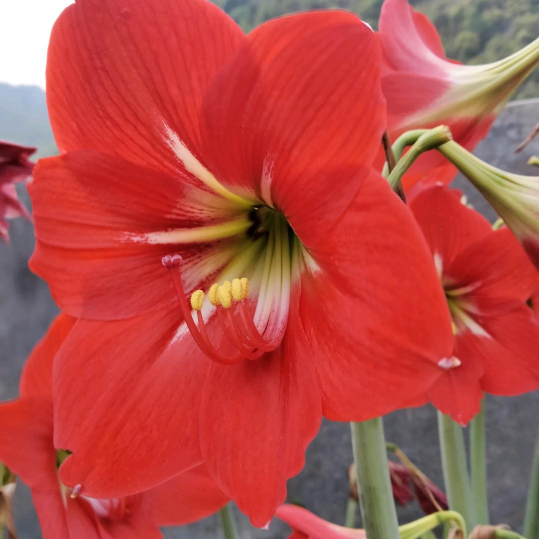 樱花草
