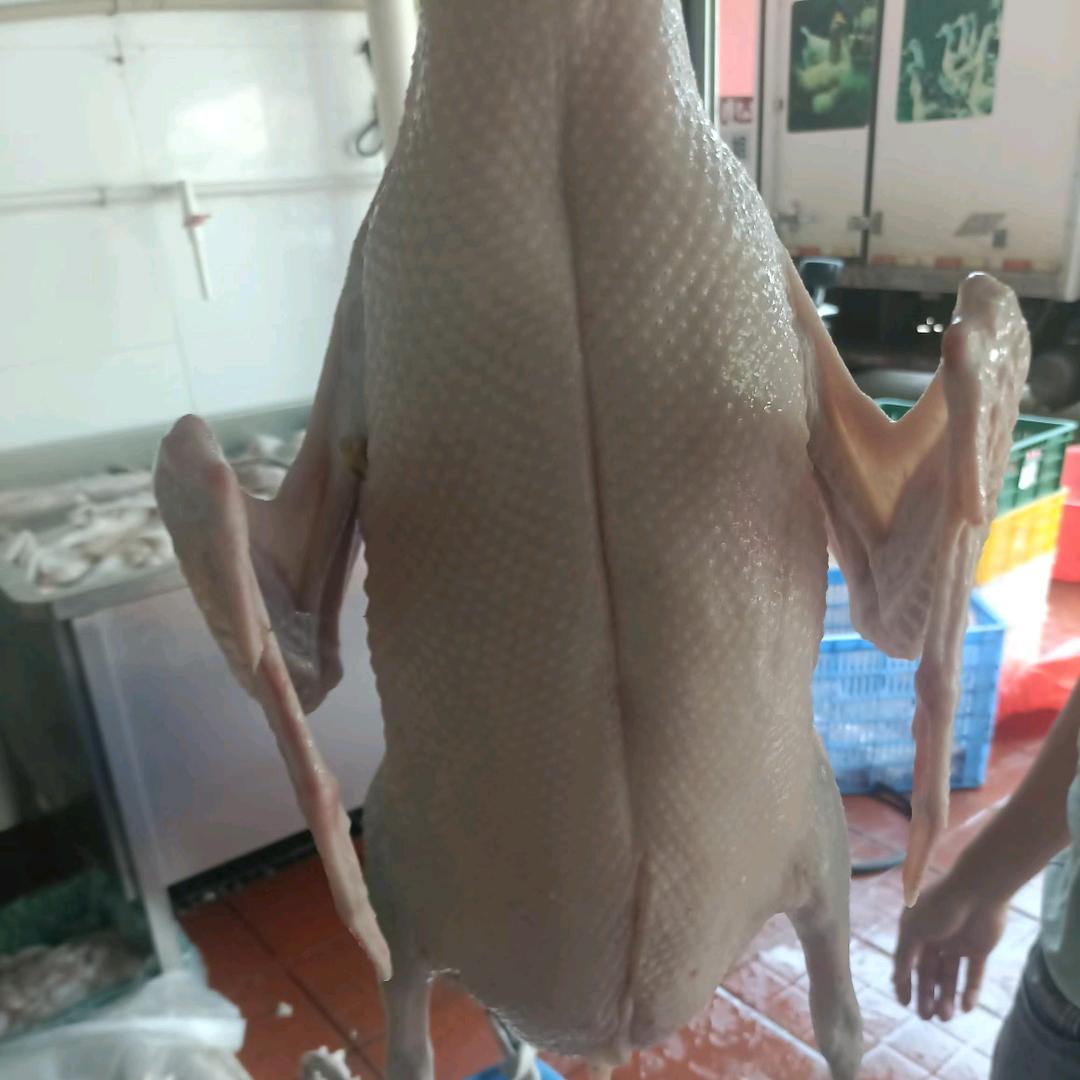 黑棕鹅批发，全国发货