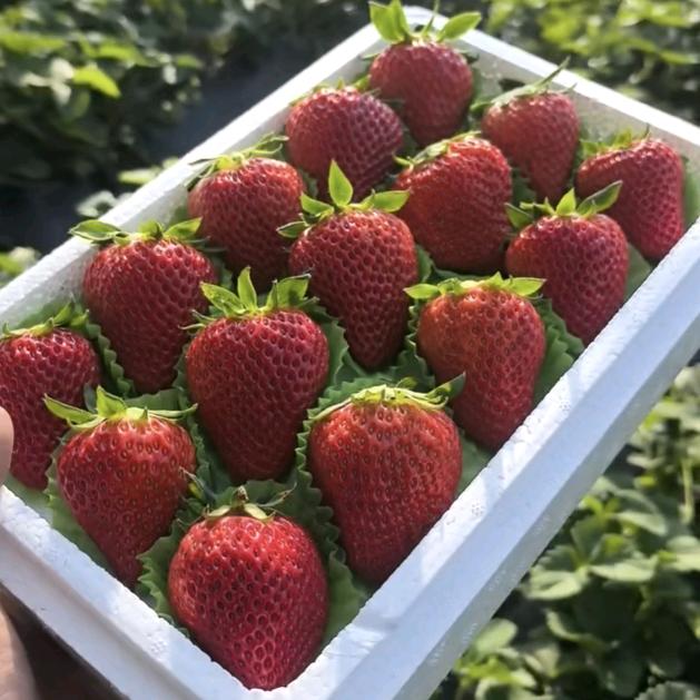 酒泉钱氏草莓🍓采摘园