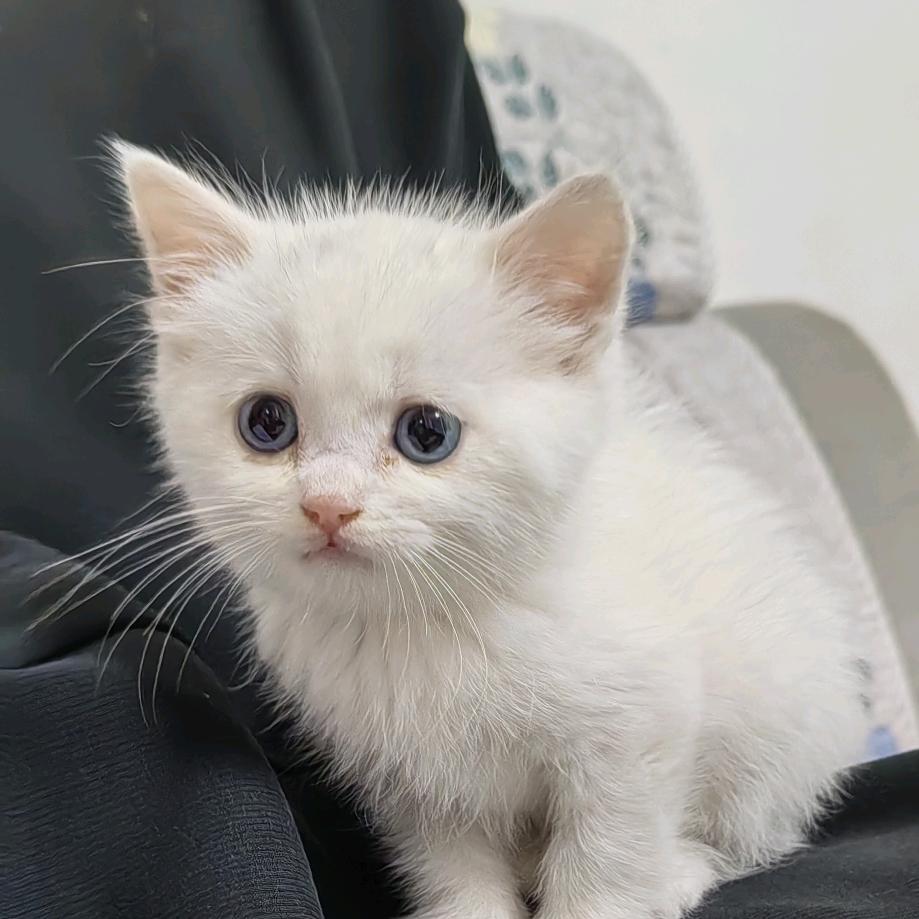 🐱娇而不傲的猫