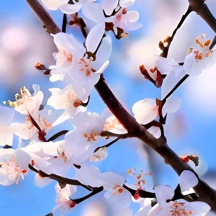 花开富贵🌸