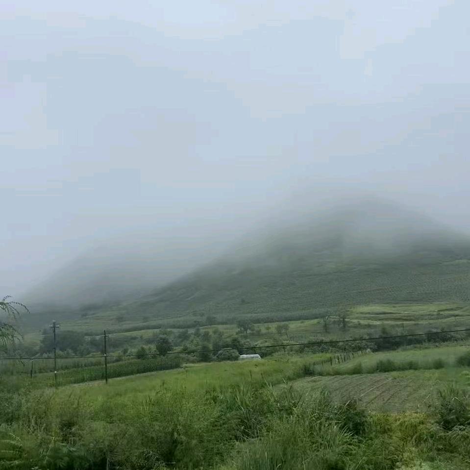 天天开心果