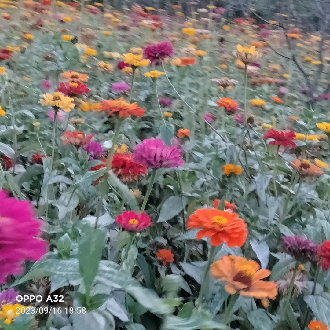 康
