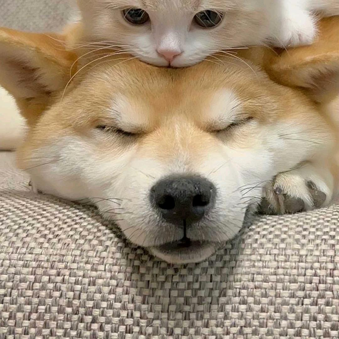 一生一次心懿动