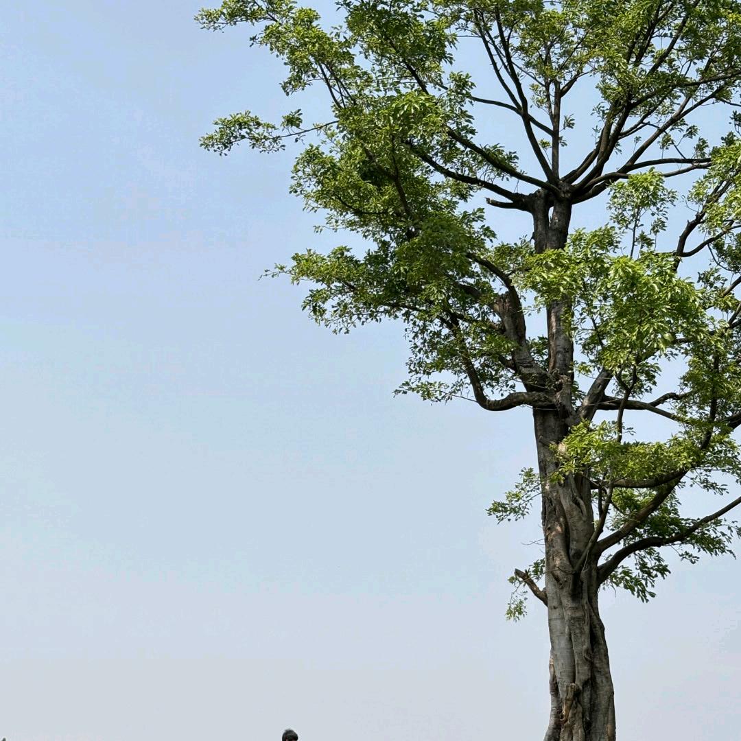 米梁子泥土