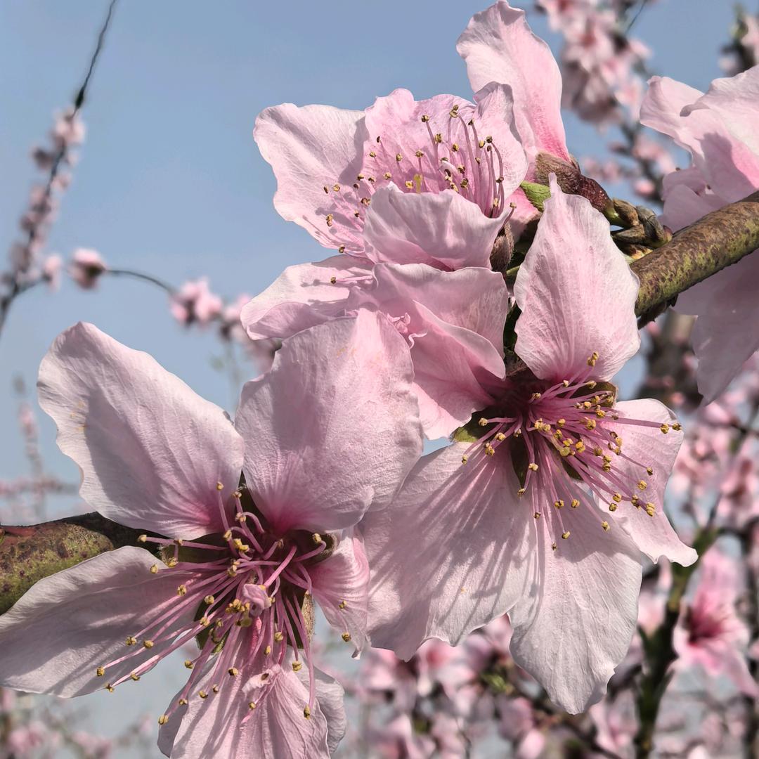 苗苗-乐眉梢美学