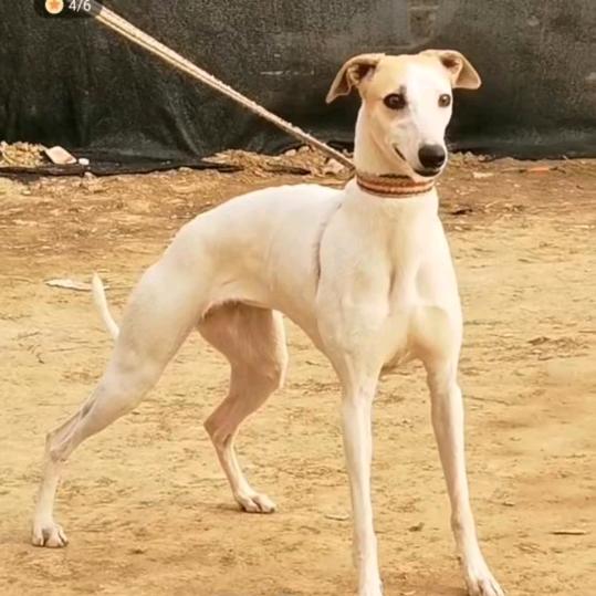 猎犬户外小丁