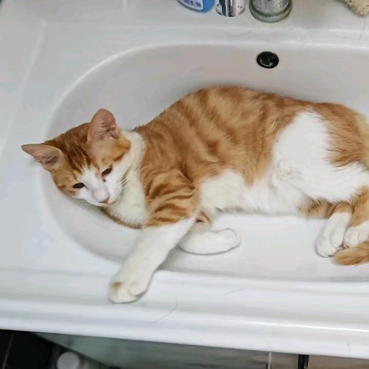 只胖脸的兔子🐰