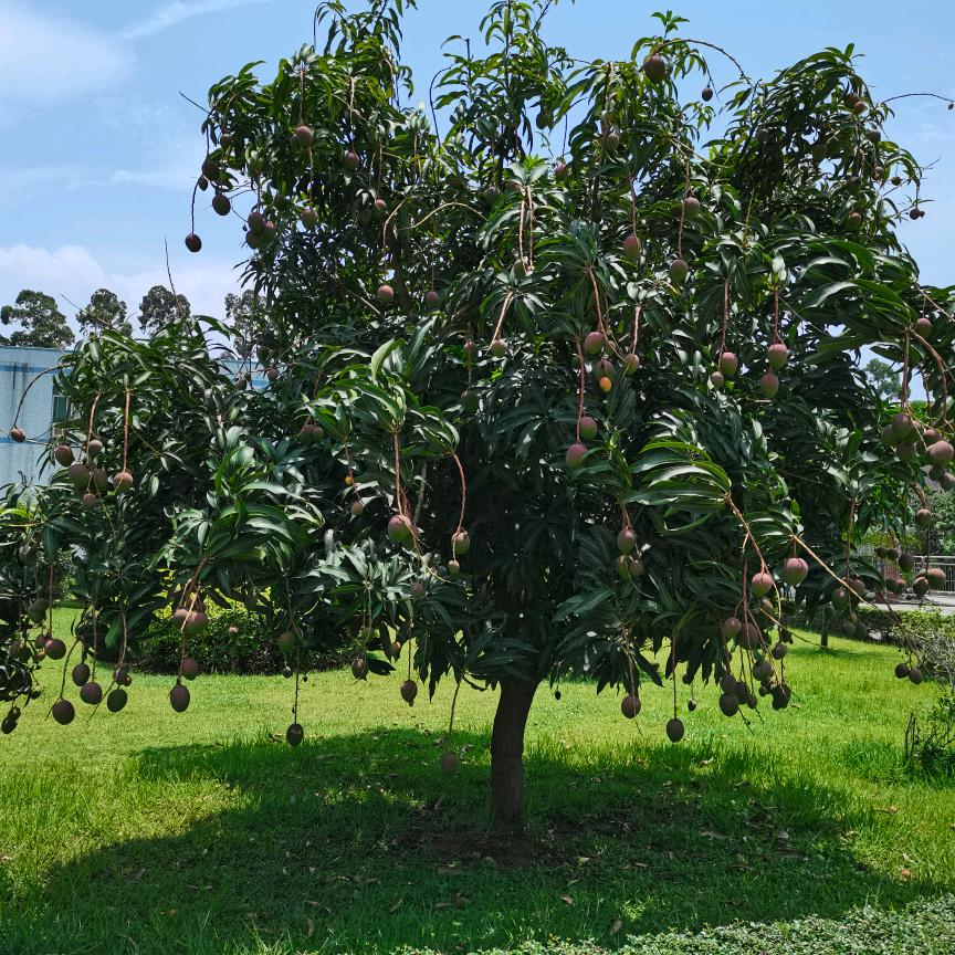 🎤单身情哥🎤(心已碎)