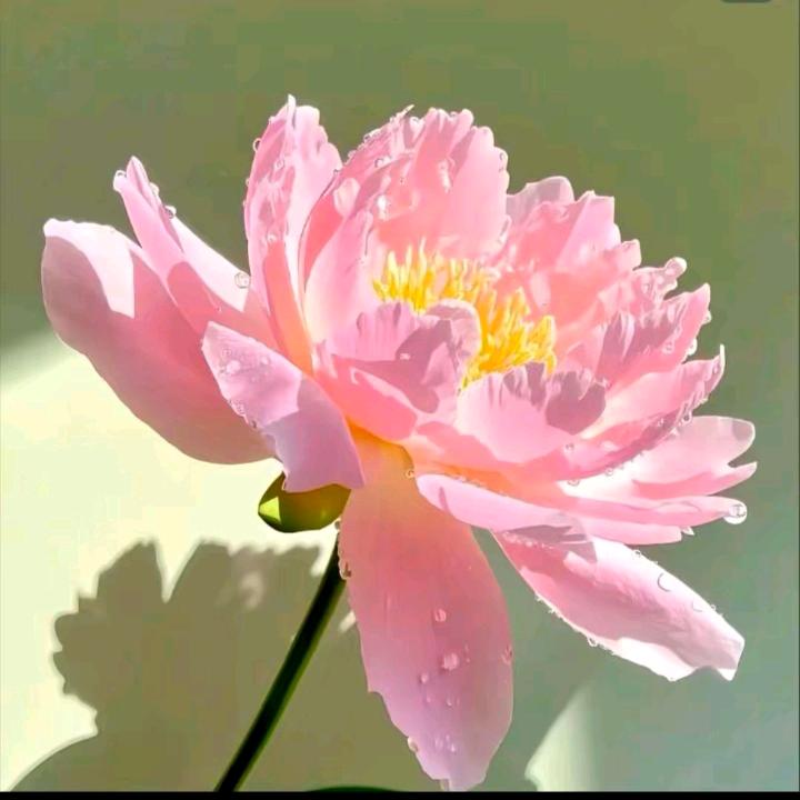 芳姐!