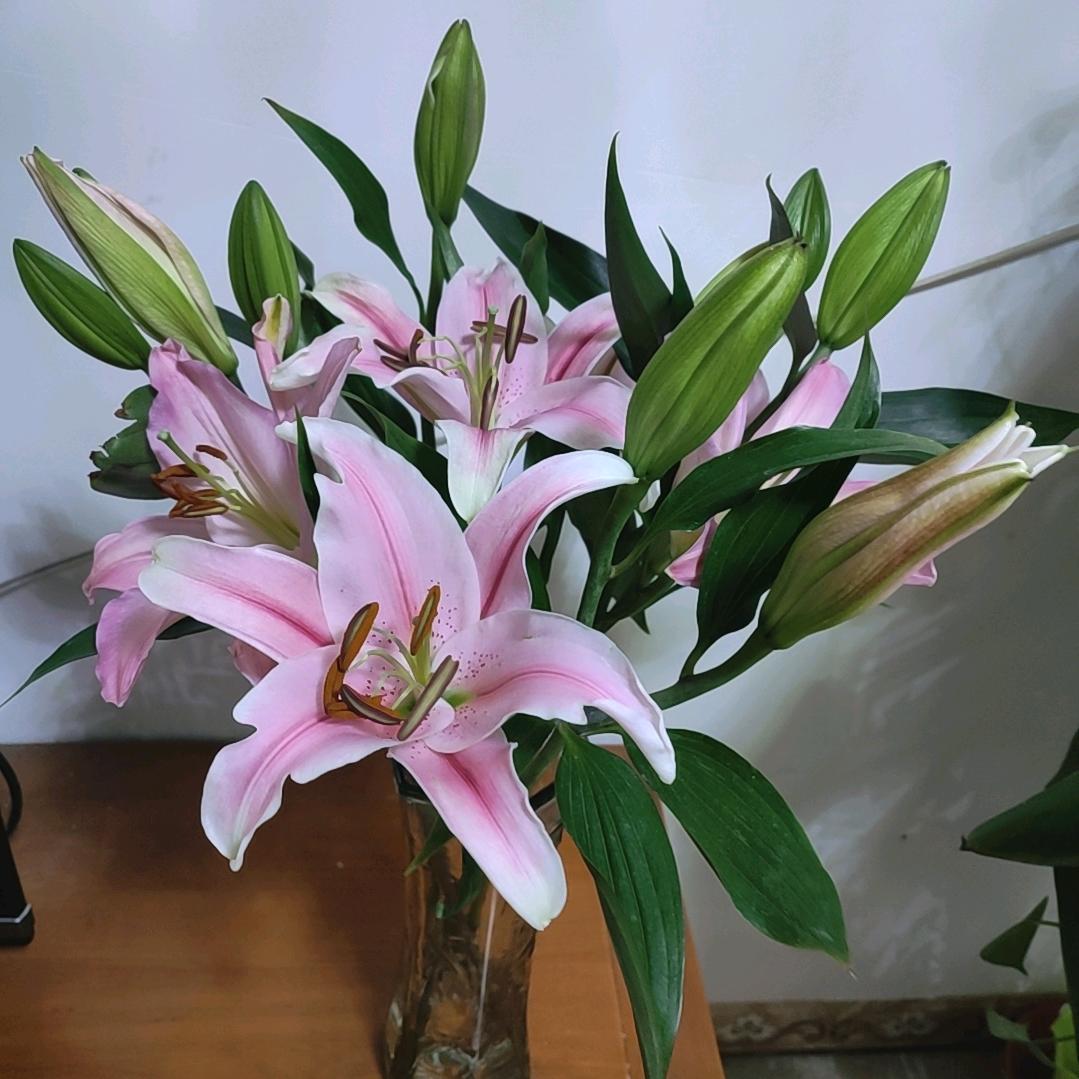 冬迎梅至，春伴燕归