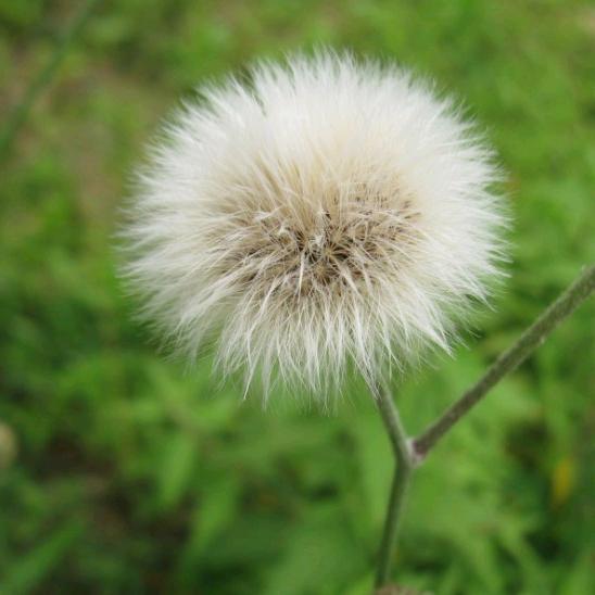 绿色阳光