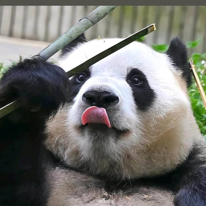 小熊🐻❤️🌈🍀