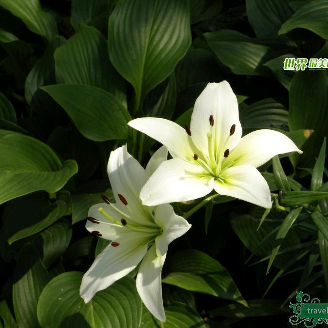 爱上香水百合