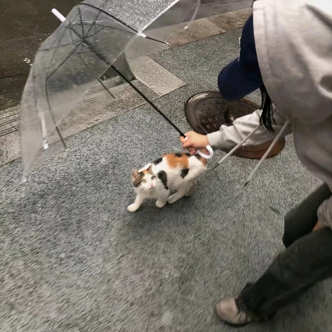 刺客小爷爷