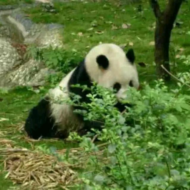 🥀ঞ陈鱼落雁℘࿐ᩚ