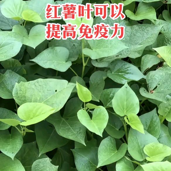 红