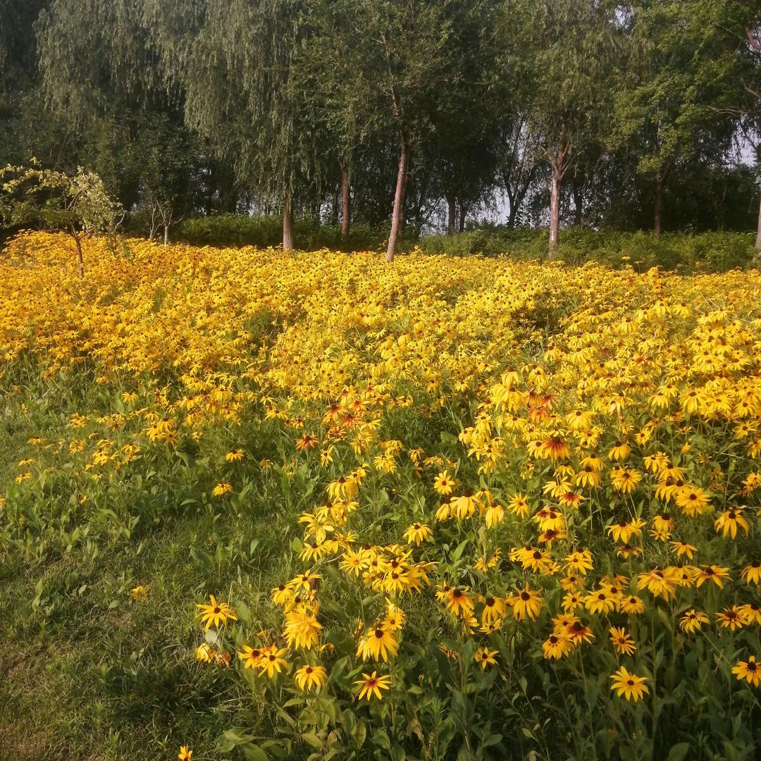 明天会更好（71年十月）