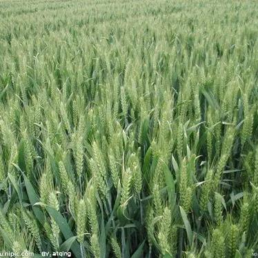 老式磨面坊(创业中)