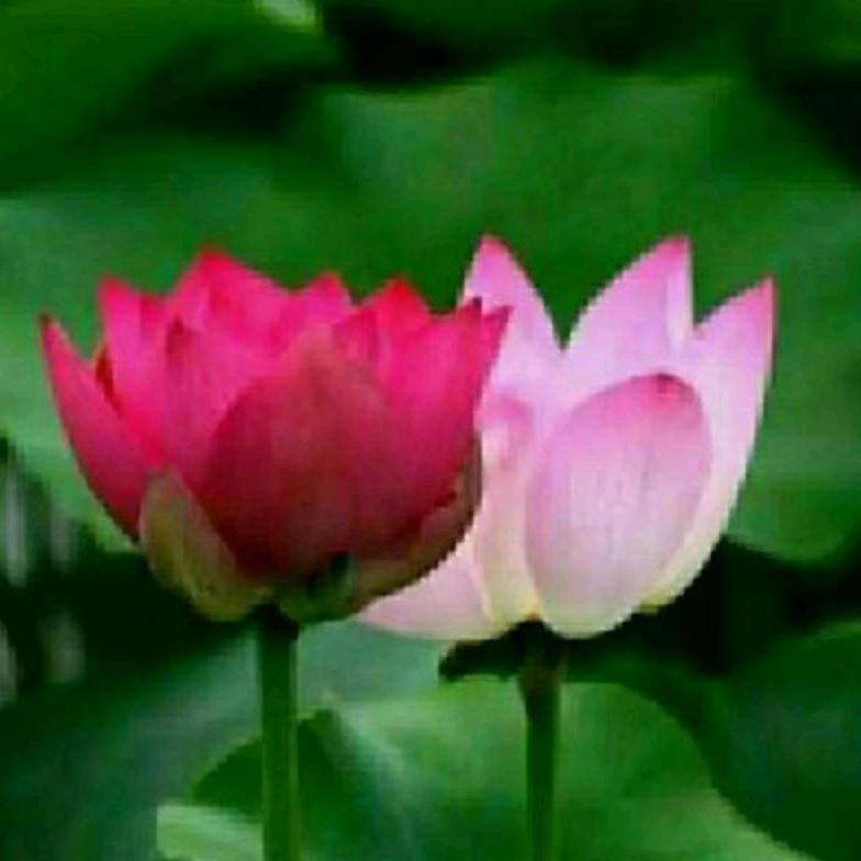 雨荷