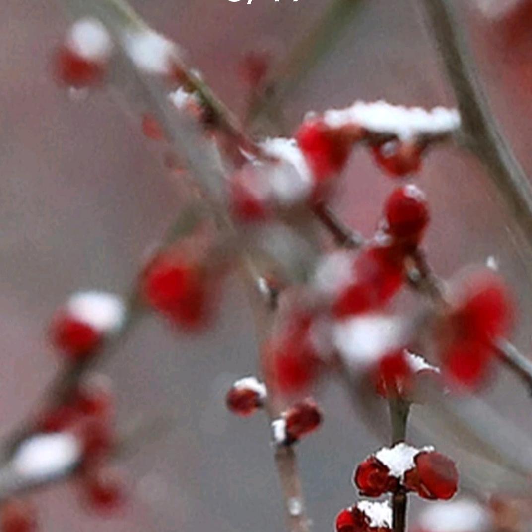 傲雪寒梅