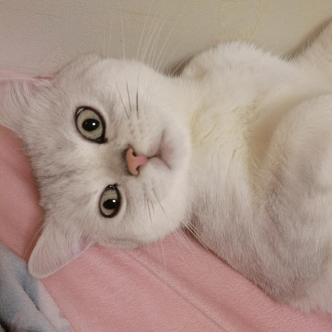 唔哩猫咪