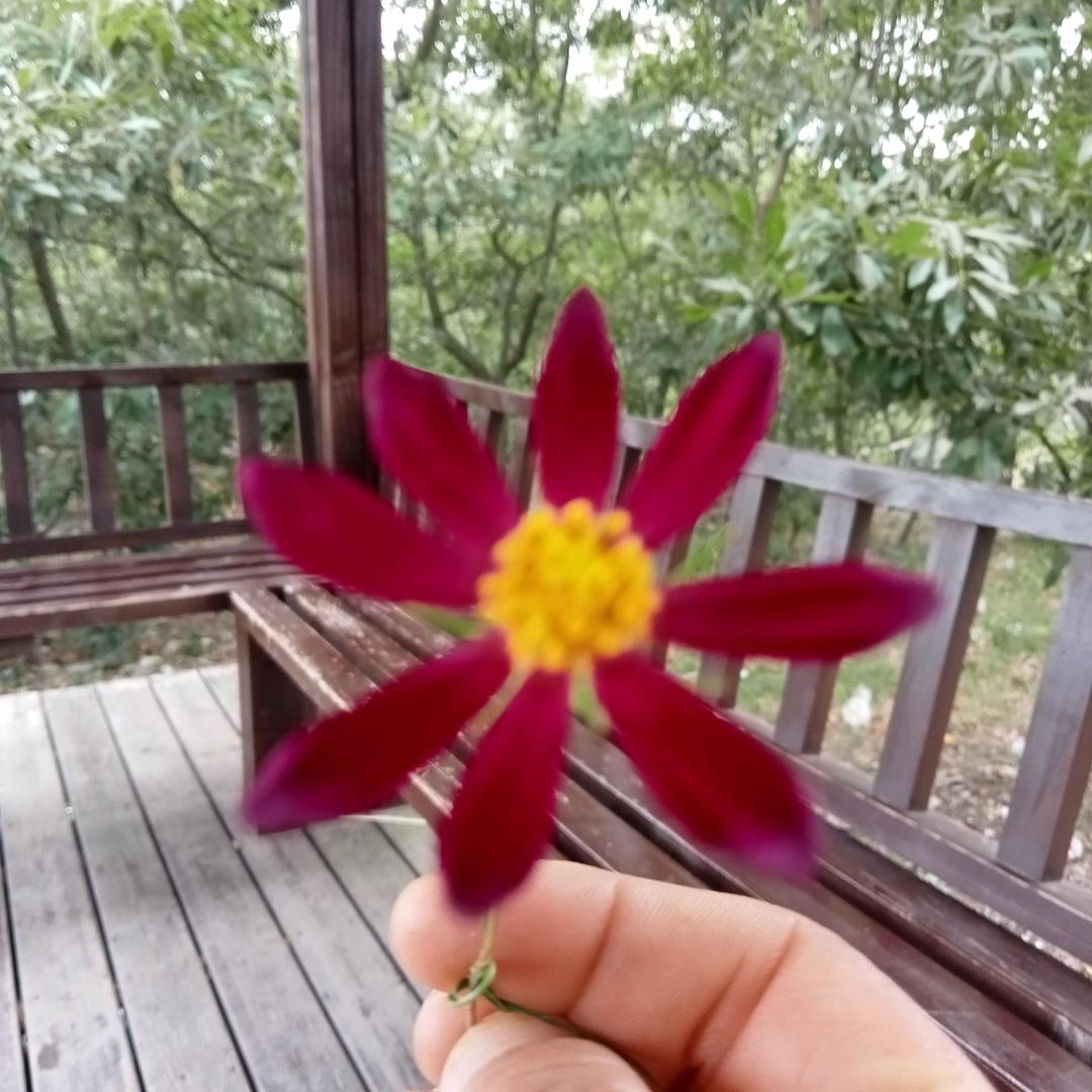 执念如花