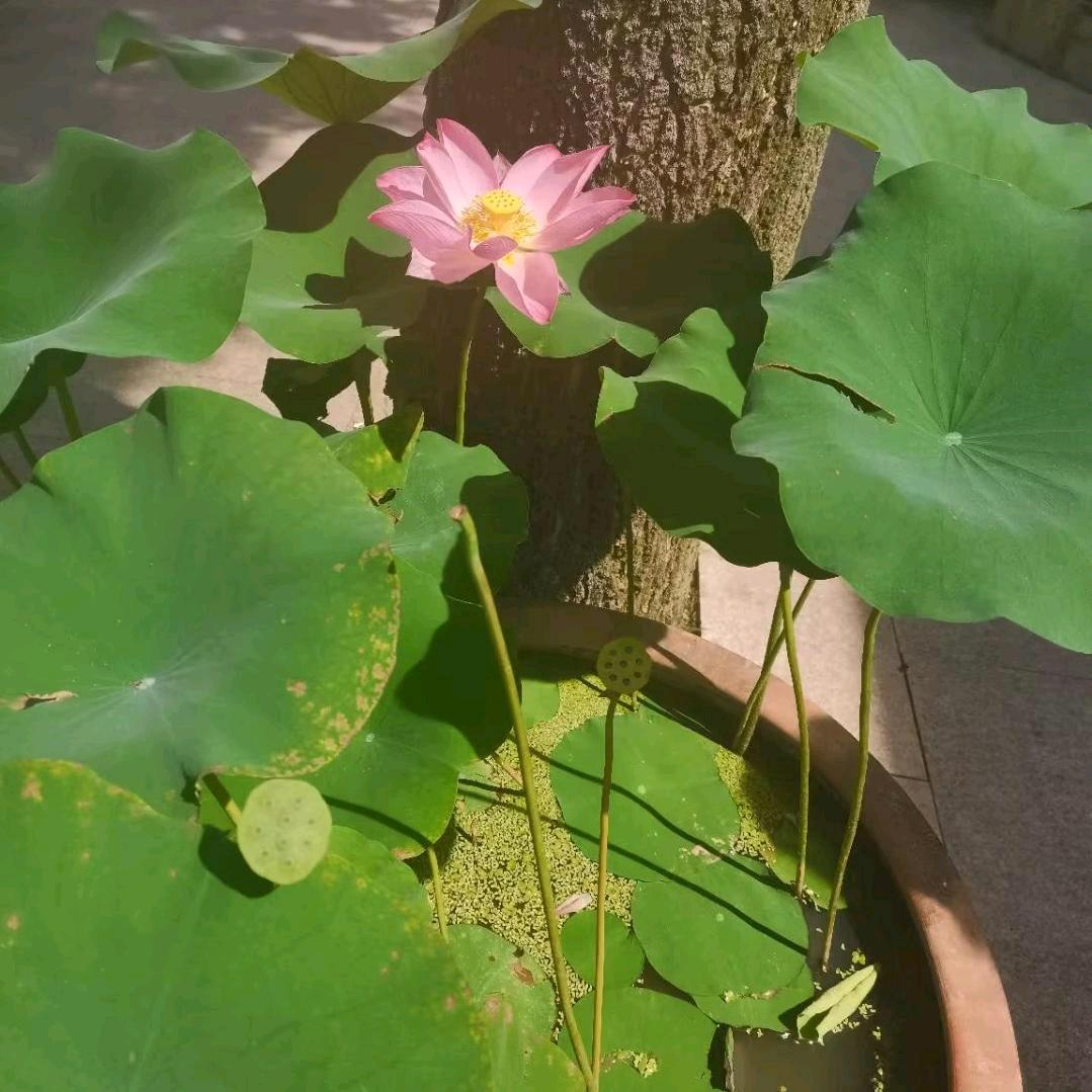 🐉龙渡堂🐉